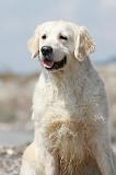 GOLDEN RETRIEVER 433